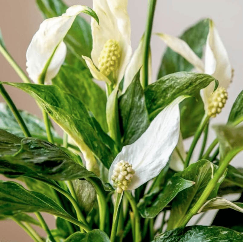 Variegated Peace Lily